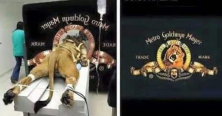 Front-end e Back-end